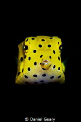juvenile yellow boxfish - dauin, philippines by Daniel Geary 